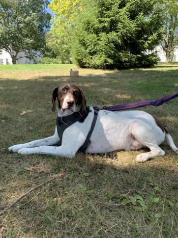 Cynthia Pappas said that when she and her Greek rescue dog Philo have rung bells with neighbors, Philo has barked along thinking they were making noises at the cars going by. SUSAN JOHNS/Wiscasset Newspaper