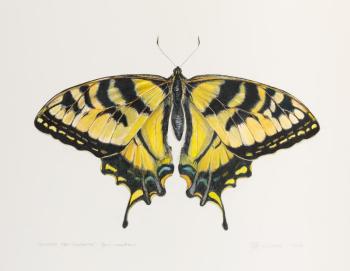 Jacqueline Johnson’s “Swallowtail” of mixed media and watercolor in the solo show merging art and science at River Arts. Courtesy of the venue Jacqueline Johnson