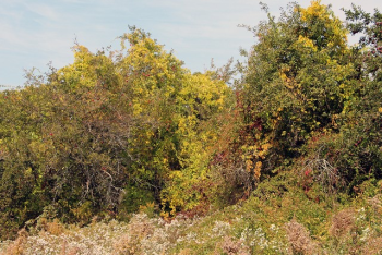 Before being cut back, invasive vines draped over the apple trees in the old orchard. Courtesy of Kris Christine