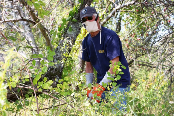 Trail volunteer Lee Schiller clears Asiatic bittersweet and multiflora rose vines away from an apple tree. Courtesy of Kris Christine