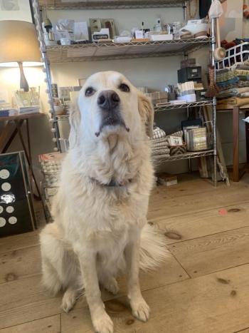 Lucy sits Nov. 7 at owner Erika Soule’s Main Street Wiscasset store, Rock Paper Scissors. SUSAN JOHNS/Wiscasset Newspaper