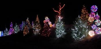 Dance among the magical trees ... but stay in the car! STEVE EDWARDS/Boothbay Register