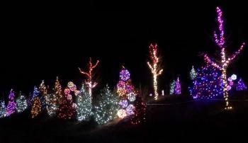 Field of holiday trees. STEVE EDWARDS/Boothbay Register