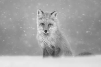 Best in Show 2020: “Winter Fox” by Mike Cullivan. Courtesy of MPS Mike Cullivan