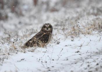 #bird-column, #boothbay-register, #wiscasset-register, #Jeff-and-Allison-Wells, #Maine, #birds