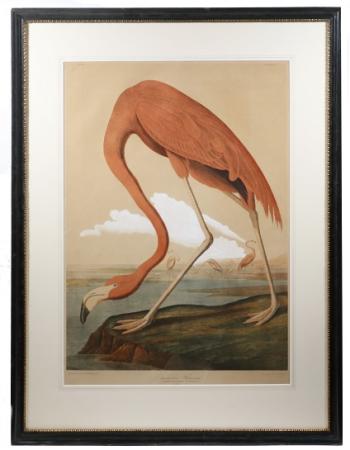 American Flamingo, Havell double elephant folio chromolithograph from John James Audubon. Courtesy of Thomaston Place