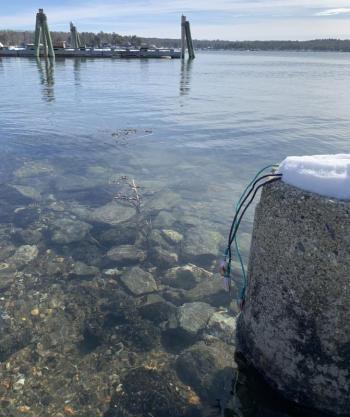 Clear water Feb. 13 on the Wiscasset waterfront shows what lies beneath. SUSAN JOHNS/Wiscasset Newspaper