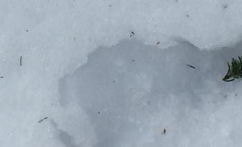 Bull moose or stag print? LISA KRISTOFF/Boothbay Register
