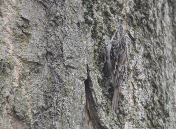 #bird-column, #brown-creeper, #birds, #jeff-and-allison-wells, #Maine, #boothbay-register