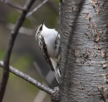 #bird-column, #brown-creeper, #birds, #jeff-and-allison-wells, #Maine, #boothbay-register