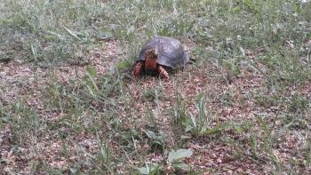 An Eastern Box Turtle. Courtesy of Jessica Anderson