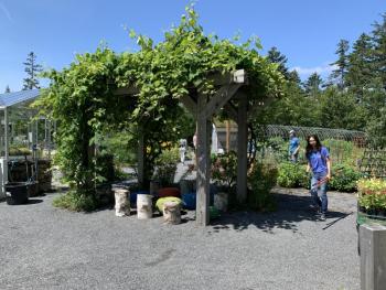 Grape arbor where storytime and the puppet show take place. LILLY CURTIS/Boothbay Register