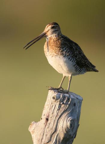 #bird-column, #Boothbay-Register, #jeff-and-allison-wells, #birds, #snipe-hunt, #Maine, #Wilson’s-snipe