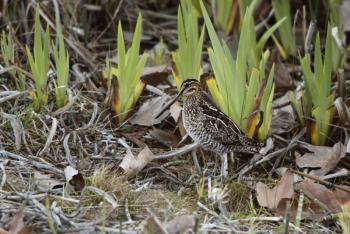 #bird-column, #Boothbay-Register, #jeff-and-allison-wells, #birds, #snipe-hunt, #Maine, #Wilson’s-snipe