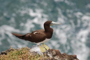 The brown booby, a tropical relative of the northern gannet, has been recorded in Maine at least seven times since the first record in 2011. Courtesy of The Lilac Breasted Roller, CC BY 2.0, via Wikimedia Commons #bird-column, #boobies, #gannets, #boothbay-register, #jeff-and-allison-wells, #birds, #maine