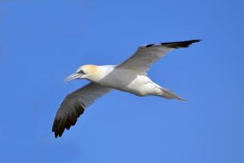 Northern gannets occur regularly in the Gulf of Maine. Courtesy of Andrew C, CC BY 2.0 <https://creativecommons.org/licenses/by/2.0>, via Wikimedia Commons #bird-column, #boobies, #gannets, #boothbay-register, #jeff-and-allison-wells, #birds, #maine