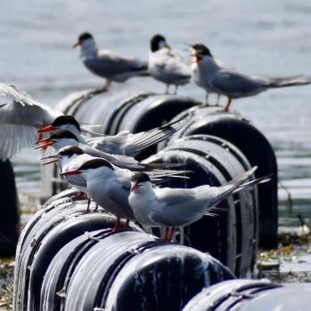Common terns guarding the oyster farm in the Darmiscotta River. Stephanie Morrison photo