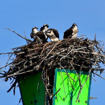 A full house of osprey. Stephanie Morrison photo