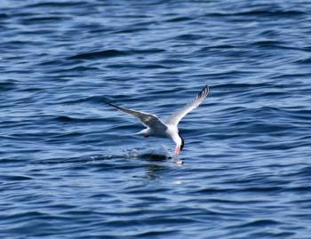 A common tern fishing. Stephanie Morrison photo