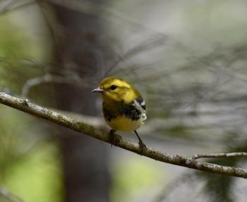 A black-throated green warbler at Oven’s Mouth, Boothbay. Stephanie Morrison photo