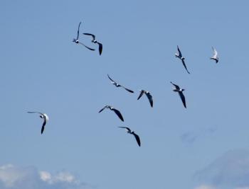 Laughing gulls chasing one gull with a fish, far right. Stephanie Morrison photo