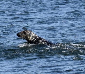 A seal chasing fish in Ebenecook Harbor, Southport. Stephanie Morrison photo