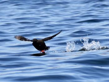 Black Guillemot running on water. Stephanie Morrison photo