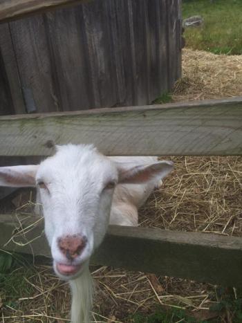 Got kibble? LISA KRISTOFF/Boothbay Register