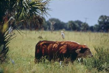 Cattle egrets are often found with large mammals, especially cows, as shown in this photo from Florida where cattle egrets are well-established permanent residents. Photo by Fred Ward, courtesy Wikimedia Commons. #bird-column, #a-bird’s-tale, #boothbay-register, #jeff-and-allison-wells, #birds, #maine