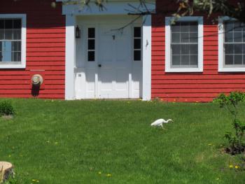 #bird-column, #a-bird’s-tale, #boothbay-register, #jeff-and-allison-wells, #birds, #maine