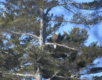 Since first making an appearance in Georgetown, Maine, a few weeks ago, the extremely rare Steller’s sea-eagle has since found a home in Boothbay Harbor. Photo courtesy of Beth Comeau #bird-column, #boothbay-register, #jeff-and-allison-wells, #birds, #maine, #steller’s-sea-eagle