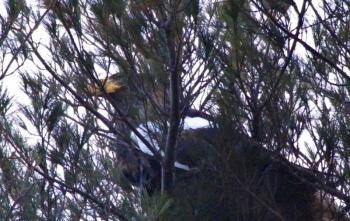 Sea-eagle spotted Jan. 6 in West Boothbay Harbor. Kaili Morgan photo