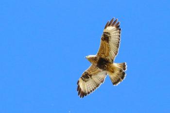 Rough-legged hawks are the northern-most of the hawks known as buteos. They are uncommon in Maine in winter. (Photo courtesy of dfaulder via wikimedia commons.) #bird-column, #boothbay-register, #Jeff-and-Allison-Wells, #birds, #maine, #rough-legged-hawk