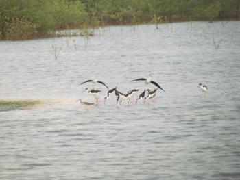 #bird-column, #birds, #boothbay-register, #Jeff-and-Allison-Wells, #maine, 