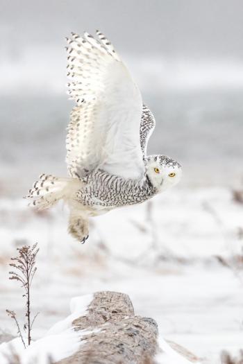The 17th Maine Photography Show’s Best of Show 2022, “Arctic Visitor” by Jennifer Bechard. Courtesy of the photographer Jennifer Bechard - Hallowell, ME