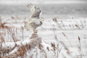 This showy snowy owl mesmerized photographer Jennifer Bechard of Hallowell and went on to have the same effect on Maine Photography Show juror Reid Callanan, who named it Best of Show. Courtesy of Jennifer Bechard Jennifer Bechard - Hallowell, ME