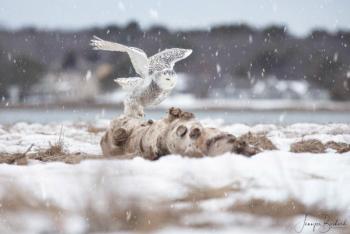 Snowy owl “Daisy” hovers over the log she used like a balance beam the morning of Feb. 22. Jennifer Bechard Photography
Jennifer Bechard - Hallowell, ME