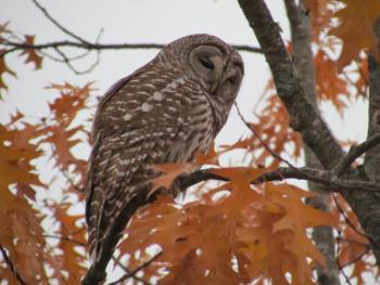 #bird-column, #jeff-and-allison-wells, #birds, #maine, #boothbay-register, #owls
