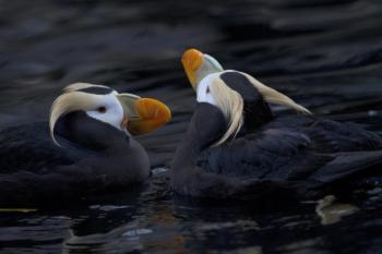 #bird-column, #jeff-and-allison-wells, #birds, #tufted-puffin, #boothbay-register, #maine