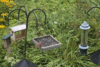 Despite their appearance, bald birds are not in pain during their baldness. Photo courtesy of Collin Sheehan. #bald-birds, #bird-column, #birds, #Jeff and Allison Wells, #Boothbay-Register