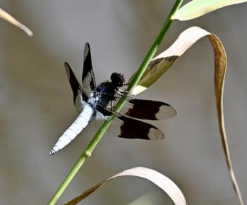 Eight spotted skimmer. Stephanie Morrison photo