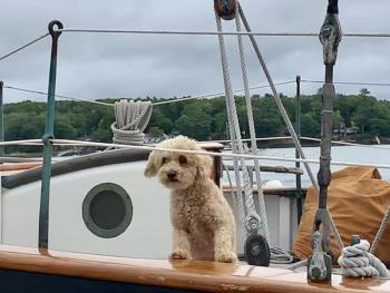 Leilani the poodle of When and If looks out at Wiscasset Thursday. SUSAN JOHNS/Wiscasset Newspaper