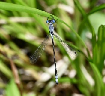 Narrow winged damselfly. Stephanie Morrison photo