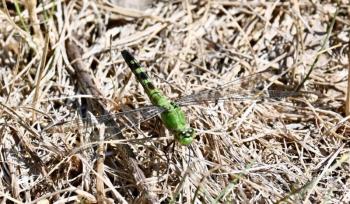 Pondhawk. Stephanie Morrison photo