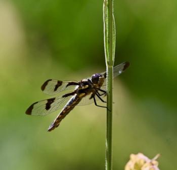 Twelve spotted skimmer. Stephanie Morrison photo