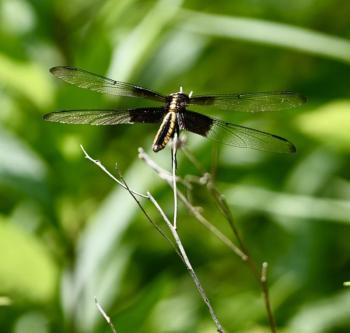 Widow skimmer. Stephanie Morrison photo