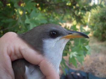 Yellow-billed cuckoos are well-named for their substantial yellow bill. The bird in this photo was captured for banding and then released. Photo by Mark Dettling/Point Blue Conservation Science courtesy of Wikimedia Commons. #bird-column, #cuckoos, #boothbay register, #jeff-and-allison-wells, #birds