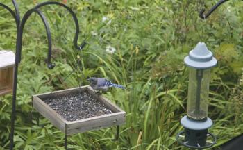 Blue Jays and Northern Cardinals are among the species that commonly experience baldness. Photo courtesy of Collin Sheehan. #bald-birds, #bird-column, #birds, #Jeff and Allison Wells, #Boothbay-Register