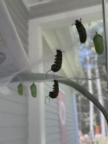 Caterpillars in j-position getting ready to transform. Sally Bullard photo