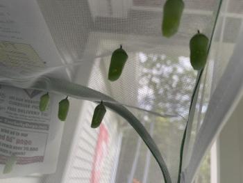 Six chrysalises. Sally Bullard photo